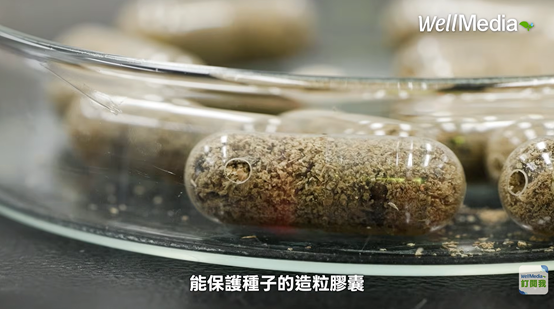 The image shows a close-up view of a tray filled with small, round capsules or pellets, possibly for seed protection, with a label suggesting it's related to WellMedia.AI 產生的內容可能不正確。