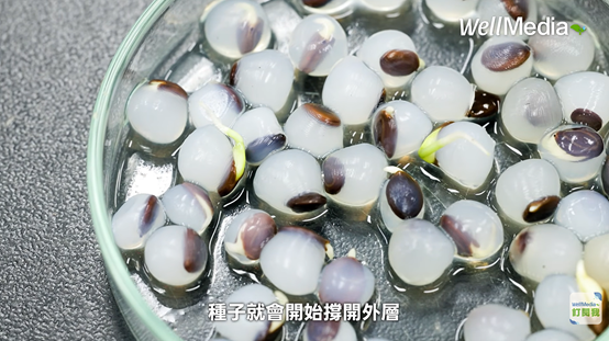 The image shows a close-up of a small, translucent seed with its outer shell starting to open, likely indicating germination.AI 產生的內容可能不正確。